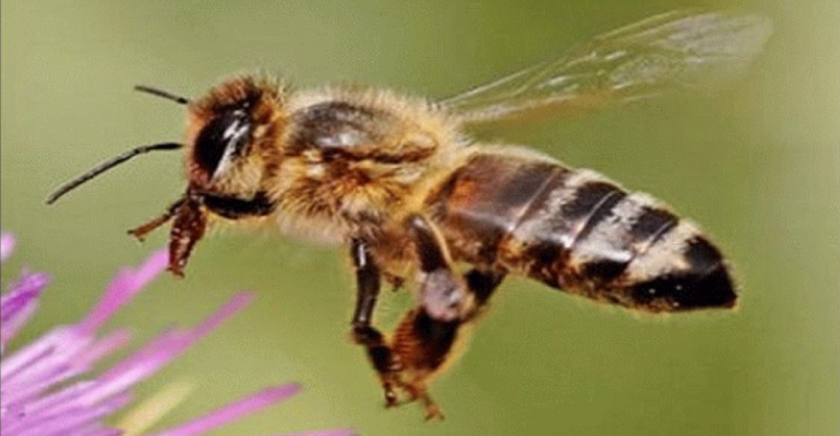 WesternHoneyBee